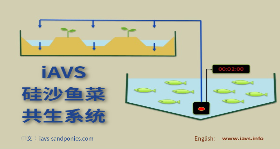 矽沙魚菜共生系統